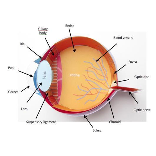 Human Eye