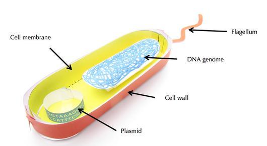 Simple Bacterial Cell