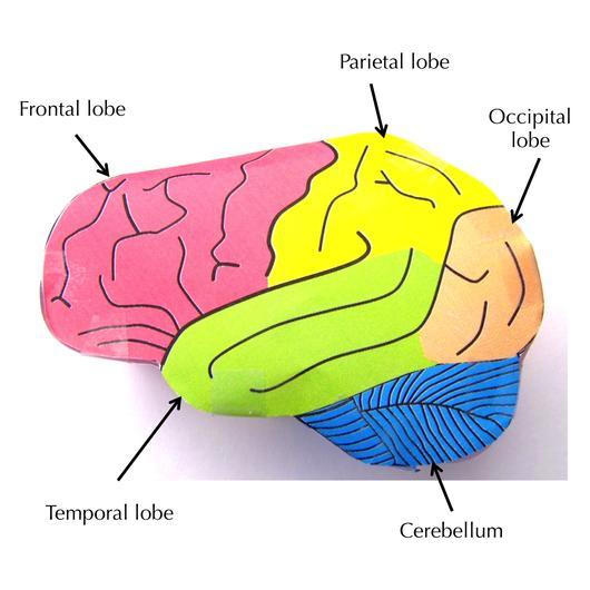 Human Brain